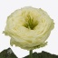 product/img.floraplaza.nl/RSOLH6-ART_fotos-VBN-vbn126310.jpg