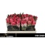 product/img.floraplaza.nl/RSPAC5-LIVE_fotos-0x04F0FDB5719C65EFD2C67D2EB4E6A149B6A55537.jpg