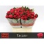product/img.floraplaza.nl/RTAC4-LIVE_fotos-0x2C7918FE9D18010BF1106A3CC9B92731D3A484B7.jpg