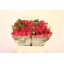 product/img.floraplaza.nl/RTAC4-LIVE_fotos-0x2F919F37AE4A9B04943393859344EB4441F4124A.jpg