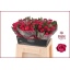 product/img.floraplaza.nl/RTAC4-LIVE_fotos-0x6DA0A73C7A5F6488E7A8B99F36F650106051D89C.jpg