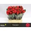 product/img.floraplaza.nl/RTAC4-LIVE_fotos-0xB95CCE6BD9826C70B4C01BE312F19ED68DD2AE5D.jpg