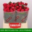 product/img.floraplaza.nl/RTAC4-LIVE_fotos-0xCDBB3249B5B74FF3E9188849E444C4B4A0178C87.jpg