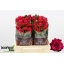 product/img.floraplaza.nl/RTAC4-LIVE_fotos-0xE8C47B6DC29FBCF3B55ECBB57C4D22E3E61CD7AA.jpg