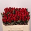 product/img.floraplaza.nl/RTAC5-LIVE_fotos-0xAAB808518CB0027F1F42AA3E4C04849AD60BD8C6.jpg