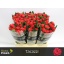 product/img.floraplaza.nl/RTAC6-LIVE_fotos-0x2C8BE61279B6E0707EE1A54924FAB289C2364333.jpg