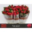 product/img.floraplaza.nl/RTAC6-LIVE_fotos-0x44A8CAD3D6FD380FF910FE93F2F87D52578C0E4D.jpg