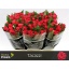 product/img.floraplaza.nl/RTAC6-LIVE_fotos-0x71624B345A149CD30694508B56B20103CF25B528.jpg