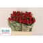 product/img.floraplaza.nl/RTAC6-LIVE_fotos-0xF41F428F59E85427A1CD61F6BAE808CB386BF0B9.jpg