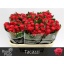 product/img.floraplaza.nl/RTAC7-LIVE_fotos-0x3DDC2FD51EBF099A4780A10B97D3E87D2C0E7439.jpg