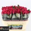 product/img.floraplaza.nl/RTAC7-LIVE_fotos-0x9551B45EF18ABE81D391610963332136945B9CE6.jpg