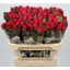 product/img.floraplaza.nl/RTAC7-LIVE_fotos-0xB425A3544B2A7A87EF452F3E798CEBBCA4B31435.jpg