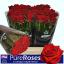 product/img.floraplaza.nl/RTES6-LIVE_fotos-0x53732B483CA30A77C57B6BB12B4AB2C6F856E098.jpg