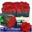 product/img.floraplaza.nl/RTES7-LIVE_fotos-0x2DC6AFC71EBF1CD0F7EDF4F56B53F5F50142BF0D.jpg