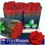 product/img.floraplaza.nl/RTES8-LIVE_fotos-0x79CF4F1F923F3C384988AF5A34FAEB88007CCBD4.jpg