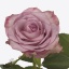 product/img.floraplaza.nl/RTHRI5N-ART_fotos-VBN-vbn127818.jpg
