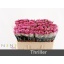 product/img.floraplaza.nl/RTHRI5N-LIVE_fotos-0xD04C31CD49BB952792EDA586505BE7A71DF0F3FB.jpg