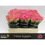 product/img.floraplaza.nl/RTIM5-LIVE_fotos-0xC3F8C7937D19FB39191AAB4931164CF75D2FD204.jpg