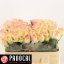 product/img.floraplaza.nl/RTOP5-LIVE_fotos-0x81828F79310167B21442AB98AE1A752A7926FC80.jpg