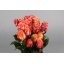 product/img.floraplaza.nl/RTWI5-ART_fotos-Coloriginz-Rosa Ec Twilight Bos.JPG