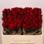 product/img.floraplaza.nl/RUPP5-LIVE_fotos-0xB40BD34D8FD86181BAED035ED3376B1385731F6B.jpg