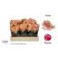 product/img.floraplaza.nl/RVERONA5-LIVE_fotos-0x2E55DB668E5002265ADA94A4FCE05A23CCB4BBD4.jpg