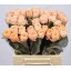 product/img.floraplaza.nl/RVUV4-LIVE_fotos-0x18A4D36C18F23B2DBC6A8D1A28FA17AEE2B98A46.jpg