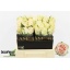 product/img.floraplaza.nl/RWED4-LIVE_fotos-0xDD3422A5D438B236208DADAE788E38CF4B689AD9.jpg