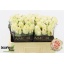 product/img.floraplaza.nl/RWED5-LIVE_fotos-0x44CDFB0A410F9669996E76D75FECE228178DA7C3.jpg