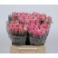 product/img.floraplaza.nl/RWHA4-LIVE_fotos-0xB28D1DC8836C5415B458810B7F6CCAD6CF5719B4.jpg