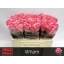 product/img.floraplaza.nl/RWHA5-LIVE_fotos-0x0EBC29D998B1D9C77D17EBF17CDE879818876100.jpg