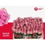 product/img.floraplaza.nl/RWHA5-LIVE_fotos-0xAF408F5D5F8D8F9B358A8B446859174A8830C7CA.jpg