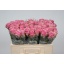 product/img.floraplaza.nl/RWHA5-LIVE_fotos-0xC6B6C2B855028E71020A1B45D673C6D0E3AB5AD0.jpg