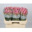 product/img.floraplaza.nl/RWHA6-LIVE_fotos-0x25A18D25ED8B679109D5C40E760C2F9C304CBC0C.jpg