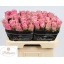 product/img.floraplaza.nl/RWHA6-LIVE_fotos-0x487B4588FC70ED7E2447F2116B00BDEADD1149A7.jpg