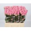 product/img.floraplaza.nl/RWHA6-LIVE_fotos-0xE742740B3E06CE7887CFB8EF3B4C8A1D730E321B.jpg