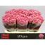 product/img.floraplaza.nl/RWHA6-LIVE_fotos-0xF81FB5327E01E48FEC7518D6C0C3FB6DAB878D30.jpg