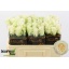 product/img.floraplaza.nl/RWHIO5-LIVE_fotos-0xB645EB13B88CB38201F924A1EFA3B57236A4D046.jpg