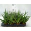product/img.floraplaza.nl/SAN7CYL-LIVE_fotos-0xE5673DFAD8FC3E09B2DA5A94B552C31A9C4A5D25.jpg