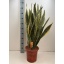 product/img.floraplaza.nl/SANLAUR24-LIVE_fotos-0x26E0865DF492D477BD5F1CE9396F1E1161E1BB9C.jpg