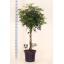 product/img.floraplaza.nl/SCH40COM-LIVE_fotos-0x3B26E0B9CF6707D456D79F0B3C5D90A27CC1870F.jpg