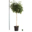 product/img.floraplaza.nl/SCH40COM-LIVE_fotos-0xD4C204F7BE1F62FD52D205004E58E61C372E740C.jpg