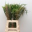 product/img.floraplaza.nl/SIE7MIX-LIVE_fotos-0x2337D5F89C66C3C06F3E24EF8D2333E8C890C19B.jpg