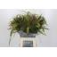 product/img.floraplaza.nl/SIE7MIX-LIVE_fotos-0x312000CE0A9F5CE0ED92DC2F58A1AEB403E48963.jpg