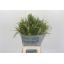 product/img.floraplaza.nl/SIE7MIX-LIVE_fotos-0x4B60744DE0F748309FC44FA15D000AAAA2DDBFAC.jpg