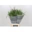 product/img.floraplaza.nl/SIE7MIX-LIVE_fotos-0xA7BF2FAA3DCFC4B3B5BD76A1DB9364BA03599046.jpg