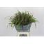 product/img.floraplaza.nl/SIE7MIX-LIVE_fotos-0xBA28AB8A8B26AE7A29BF639F3EE9B78A45268D08.jpg
