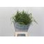 product/img.floraplaza.nl/SIE7MIX-LIVE_fotos-0xD88654E4C159E74F92EF7A42652D1F0C8611D59D.jpg