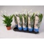 product/img.floraplaza.nl/SPA12ALA-LIVE_fotos-0xCF7D3BE9F79EDE48D367E5D65042E39B96328AF3.jpg
