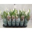 product/img.floraplaza.nl/SPAT9-LIVE_fotos-0x17B676B9983E4ED1E5AB59EC634DF3AF1711789A.jpg